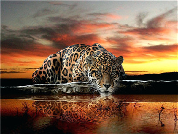 Картина для малювання за номерами (Леопард) 40*50 см. в картон. короб. пенз. фарби. арт.5403 VGR