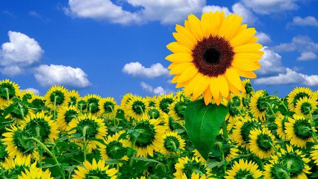 Картина для малювання за номерами 40*50 см. в картон. короб. пенз. фарби. арт. VR25260, VGR - фото №1