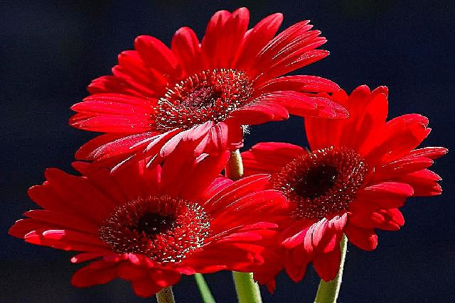 Картина для малювання за номерами 40*50 см. в картон. короб. пенз. фарби. арт. VR25308, VGR - фото №1