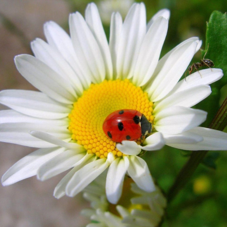 Картина для малювання за номерами 40*50 см. в картон. короб. пенз. фарби. арт. VR25423, VGR - фото №1