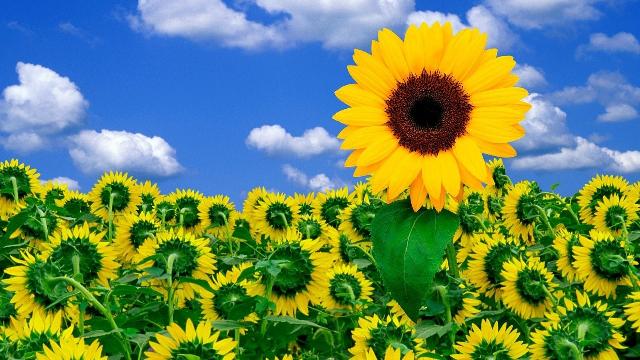 Картина для малювання за номерами  40*50 см. в картон. короб. пенз. фарби. арт. VR25260, VGR