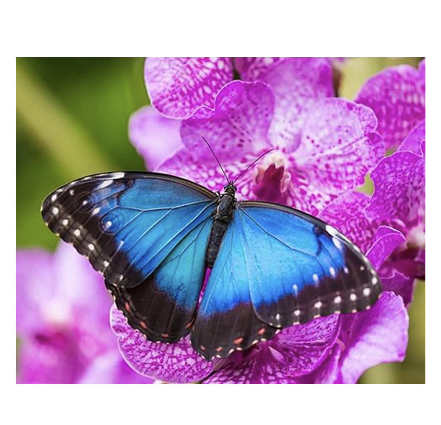 Картина для малювання за номерами  40*50 см. в картон. короб. пенз. фарби. арт. VR25397, VGR