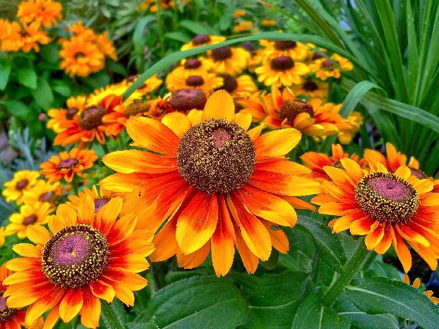 Картина для малювання за номерами  40*50 см. в картон. короб. пенз. фарби. арт. VR25456, VGR